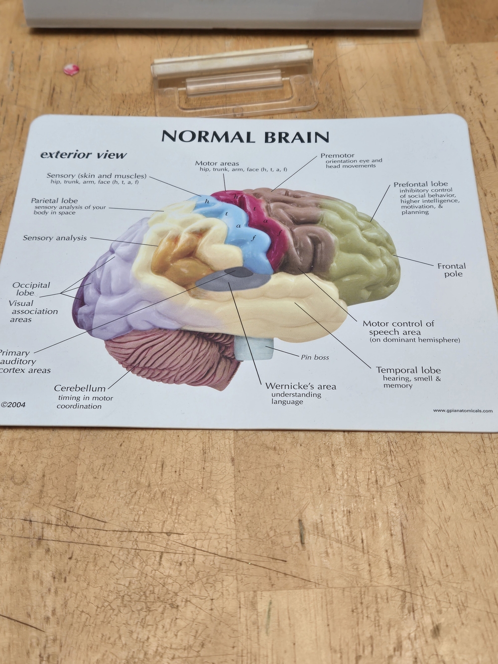 Educational  Brain Model - Multicolor - Picture 2 of 8
